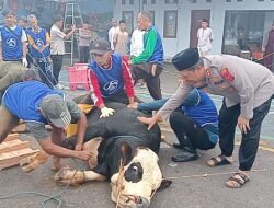 Iduladha 1447 H: Polres Ciamis Potong 8 Sapi dan 25 Kambing