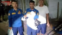 Seminggu Teror Warga Cisaga Ciamis, Anjing Liar Agresif Akhirnya Takluk di Tangan Petugas
