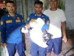 Seminggu Teror Warga Cisaga Ciamis, Anjing Liar Agresif Akhirnya Takluk di Tangan Petugas