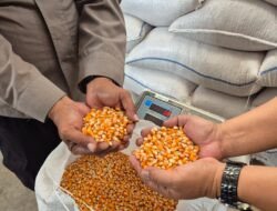 Polsek Cikelet Garut Pasok 4 Ton Jagung ke Bulog