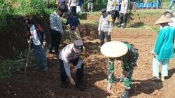 Genjot Ketahanan Pangan, TNI-Polri di Arjasari Bandung Turun ke Ladang Jagung