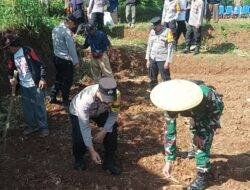 Genjot Ketahanan Pangan, TNI-Polri di Arjasari Bandung Turun ke Ladang Jagung
