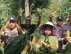 Sinergi TNI-Polri dan Petani di Bandung Sukses Panen Jagung untuk Ketahanan Pangan