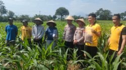Polres Garut Sulap Kotoran Maggot Jadi Pupuk Organik Kebun Jagung