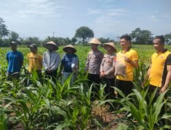 Polres Garut Sulap Kotoran Maggot Jadi Pupuk Organik Kebun Jagung