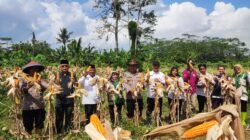 Sokong Swasembada Pangan, Polsek Panjalu Ciamis Turun Gunung Pantau Panen Jagung