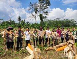 Sokong Swasembada Pangan, Polsek Panjalu Ciamis Turun Gunung Pantau Panen Jagung