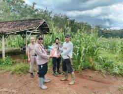 Polres Ciamis Pasok Bibit Jagung untuk Petani Lakbok
