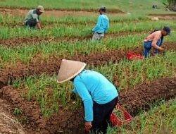 Sulap Lahan Tidur Lewat Tumpang Sari, Kelompok Tani di Ciamis Sukses Tanam Bawang Merah Kualitas Ekspor