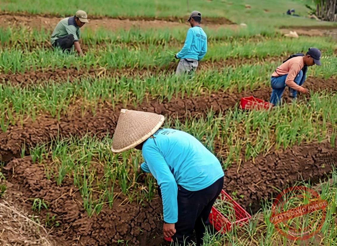 Transformasi nyata di Sindangkasih. Kelompok Tani Satria Perkasa, berkolaborasi dengan Kapolres Ciamis, memaksimalkan lahan tadah hujan yang selama ini tertidur. (Dok, foto. Istimewa)