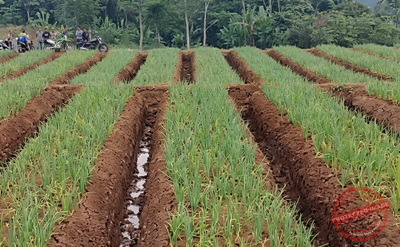 Hamparan hijau di Desa Wanasigra, Kecamatan Sindangkasih. Lahan tadah hujan yang dulunya tidak produktif kini tertata rapi dengan metode tumpangsari, siap menjadi sentra produksi bawang merah kualitas ekspor. (Dok, Ist)