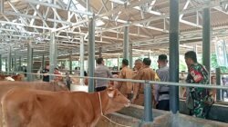 Program Ketahanan Pangan Desa Rancah Mulai Berbuah Hasil, Peternakan Sapi dan Kambing Jadi Andalan
