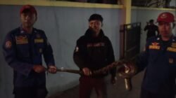 Dua Rumah Warga Ciamis Didatangi Ular, Damkar Amankan Sanca hingga Oligodon