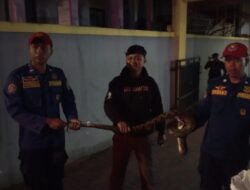 Dua Rumah Warga Ciamis Didatangi Ular, Damkar Amankan Sanca hingga Oligodon