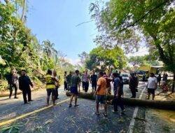 Pohon Tumbang Tutup Jalur Nasional Bandung-Garut, Polisi dan Warga Evakuasi