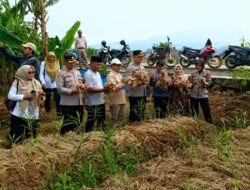 Permata Galuh Jadi Benih Bawang Merah Unggulan Baru dari Ciamis