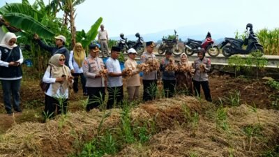 Benih bawang merah unggulan bernama Permata Galuh yang dipanen perdana di Desa Wanasigra, Kecamatan Sindangkasih. (Dok, foto. Istimewa)