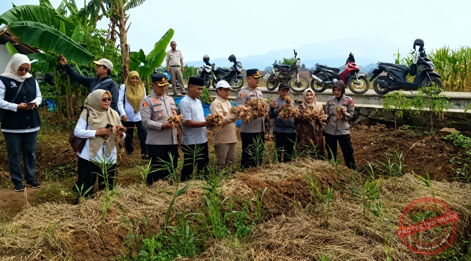 Benih bawang merah unggulan bernama Permata Galuh yang dipanen perdana di Desa Wanasigra, Kecamatan Sindangkasih. (Dok, foto. Istimewa)