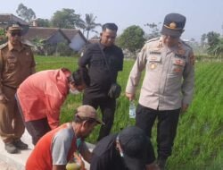 GERDAL Kementan di Garut Tekan Serangan Hama Tikus di Lahan Pertanian
