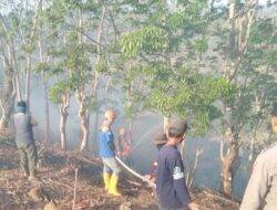 Api Lahap 5 Hektare Kebun Warga di Cikelet Garut