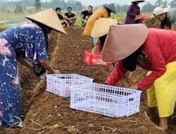 Benih Bawang Merah Lokal Ciamis Mulai Dikembangkan, Stok Capai 7 Ton