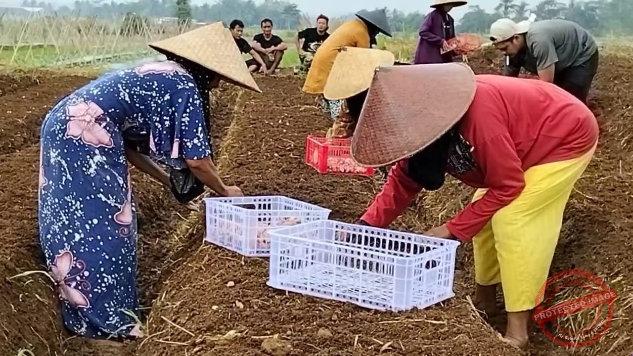 (Dok, foto. Istimewa)